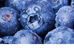 蓝莓可以和牛奶一起吃吗 蓝莓和牛奶吃多了会怎样