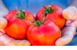 番茄和什么一起吃好 番茄怎么吃有营养