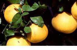 葡萄柚有助于减肥吗 葡萄柚减肥一天能吃多少