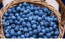 吃蓝莓要剥皮吗 吃蓝莓会拉肚子吗