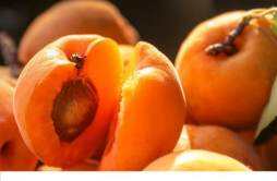 杏子和桃子能一起吃吗 杏子不能和什么一起吃