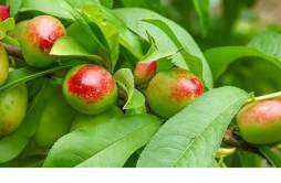 油桃常温下可以放几天 油桃可以放冰箱保存吗