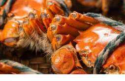 没绑的螃蟹怎么蒸 蒸螃蟹需要放生姜葱吗
