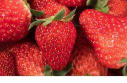 草莓里面有虫子吗 吃草莓会感染寄生虫吗