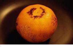 烤柑橘 烤柑橘的功效与作用禁忌