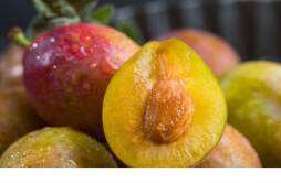 西梅和李子是不是同一种水果 李子和西梅哪个针对便秘