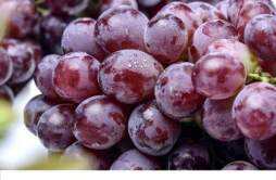 咳嗽可以吃葡萄吗 孕妇能不能吃葡萄