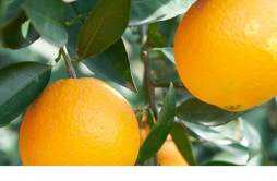 橙子是酸性还是碱性 橙子的功效作用