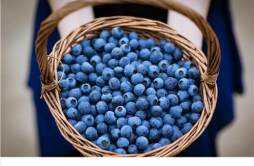 蓝莓吃多了上火吗 蓝莓有什么营养价值