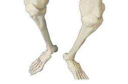 长高是哪块骨头发育 骨骼发育是长高吗