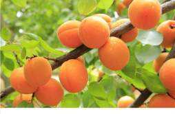 杏子是什么季节的水果 杏子没熟可以吃吗