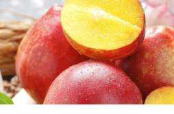 油桃和什么放一起熟得快 油桃很硬是没熟吗