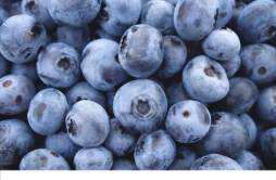 蓝莓外面白色的能吃吗 新鲜蓝莓可以冷冻吗
