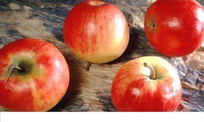 多囊卵巢综合症能吃苹果吗 这样吃苹果才不会影响病症！