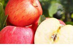怎么看苹果是不是糖心 糖心苹果会越留越甜吗