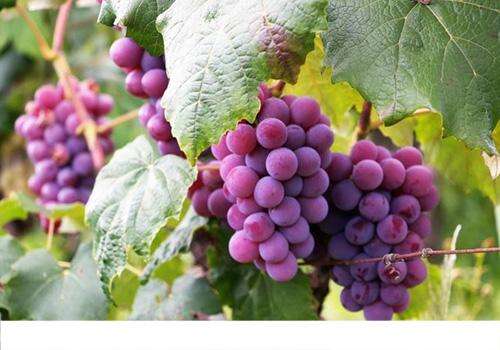 夏天吃葡萄有什么好处 揭秘葡萄8大神奇功效