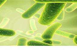 益生菌什么时候吃最好 乳酸菌是益生菌吗