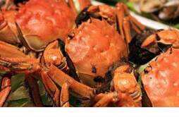 螃蟹和牛油果能一起吃吗 螃蟹和牛油果一起吃了会怎样