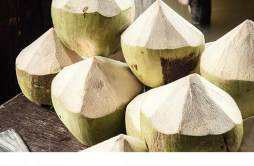 新鲜椰子可不可以冷冻,没开口椰子保质期多久