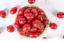 番茄的禁忌人群 多吃小番茄能减肥吗