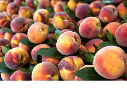 水蜜桃可以放冰箱吗 原来水蜜桃这样保存更好吃