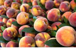 水蜜桃可以放冰箱吗 原来水蜜桃这样保存更好吃