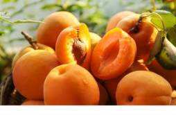 杏子和黄桃是一种水果吗 杏子和黄桃的区别