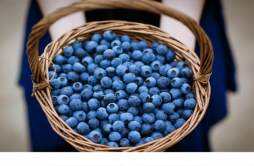 蓝莓是软的好还是硬的好 发软的蓝莓可以吃吗