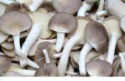 蘑菇蔬菜汤 蘑菇蔬菜汤的食材