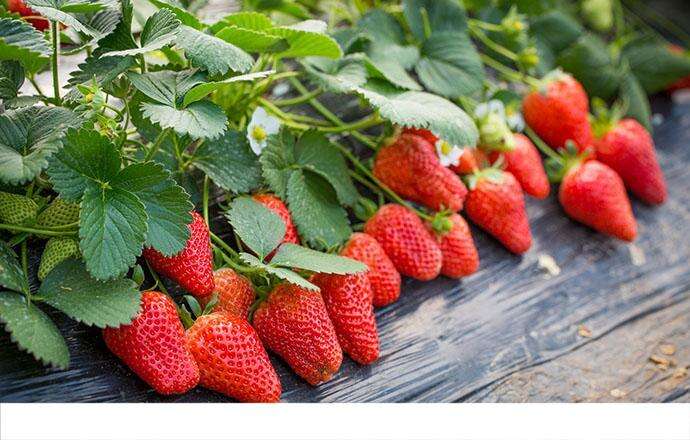 摘下来的草莓如何保鲜 草莓怎么保存新鲜