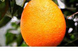吃橙子的坏处 橙子打蜡有什么坏处
