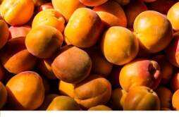 来月经可以吃黄桃吗 经期吃黄桃有影响吗
