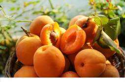 哺乳期可以吃杏子吗 吃杏子要注意什么