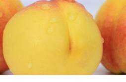 黄桃和杏子能一起吃吗 黄桃可以和杨梅一起吃吗