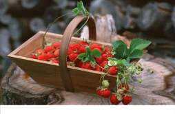 蔓越莓的功效与作用及食用禁忌 蔓越莓的作用和禁忌症