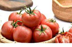 番茄是发物吗 皮肤病可以吃西红柿吗