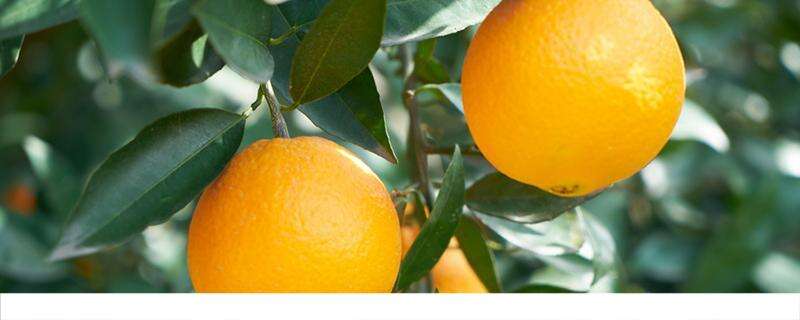 吃橙子的坏处 吃橙子皮肤会变白吗