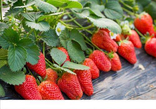 妊娠糖尿病能吃草莓吗 哺乳期能吃草莓吗