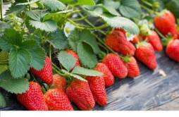 妊娠糖尿病能吃草莓吗 哺乳期能吃草莓吗