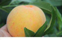黄桃和杏子的区别 黄桃是杏子嫁接的吗
