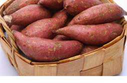 新鲜红薯发了芽能吃吗 红薯为什么会发芽