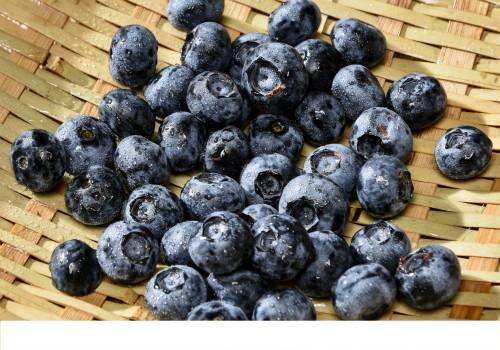 蓝莓上面的白色的东西是什么 蓝莓怎么挑选好