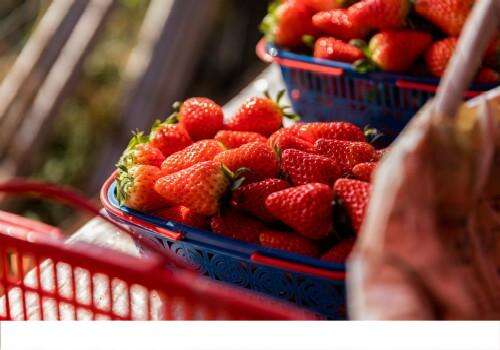 草莓不洗可以吃吗 草莓什么时候吃最好