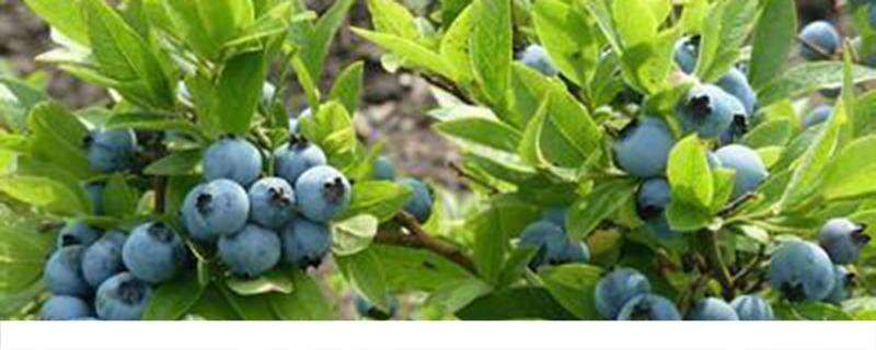 蓝莓为什么对眼睛有好处 蓝莓一天吃几颗对眼睛好