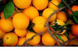 橙子与柚子有什么区别 橙子和柚子哪个营养高