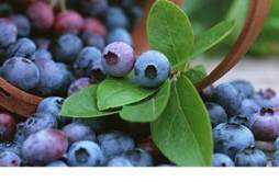 蓝莓牛油果能一起吃吗 牛油果怎么吃最好吃法