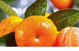 砂糖橘发霉了其他的还可以吃吗 不小心吃了发霉的橘子怎么办