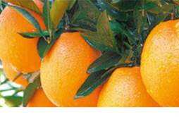 橙子有维生素c吗 吃橙子有什么好处