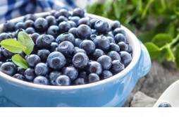 蓝莓吃多少粒会中毒 吃了蓝莓恶心想吐是什么原因