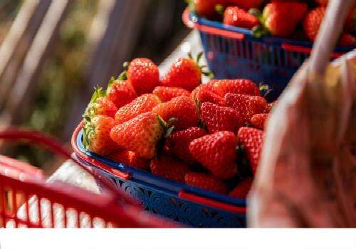 草莓是几月份的水果 什么时候吃草莓最好